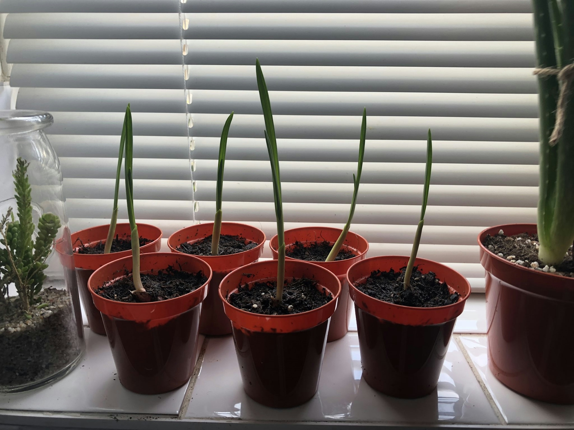 Potted cloves of garlic
